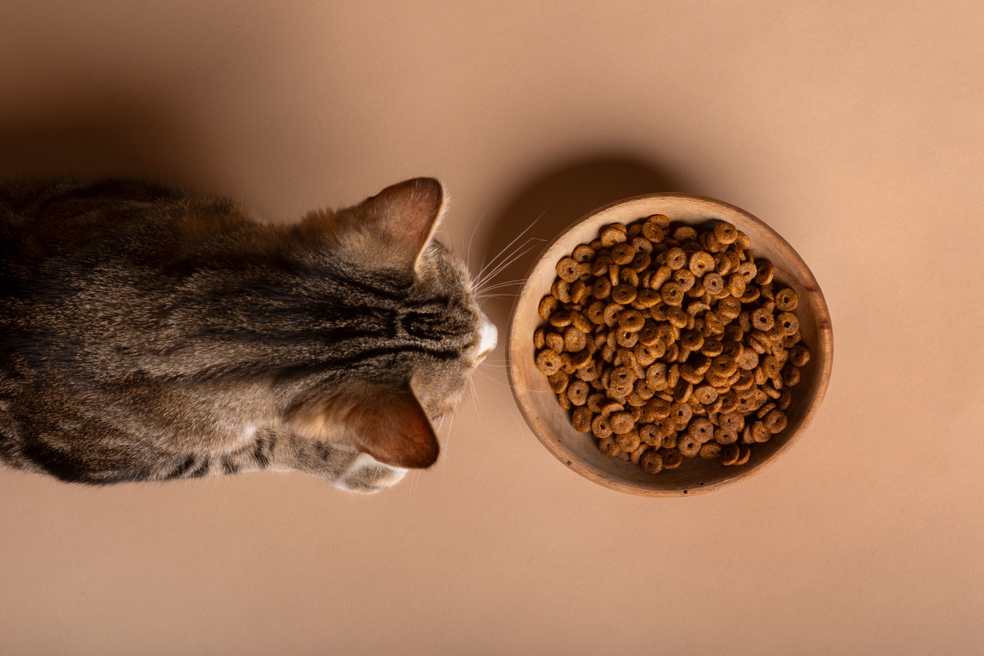 Immagine di un gatto che guarda una ciotola di cibo secco per gatti