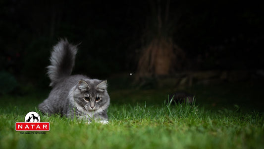 gatto che caccia su un prato verde perché il gatto è un cacciatore e carnivoro obbligato
