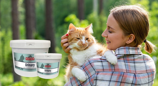 Cosa fare quando il gatto ha problemi urinari