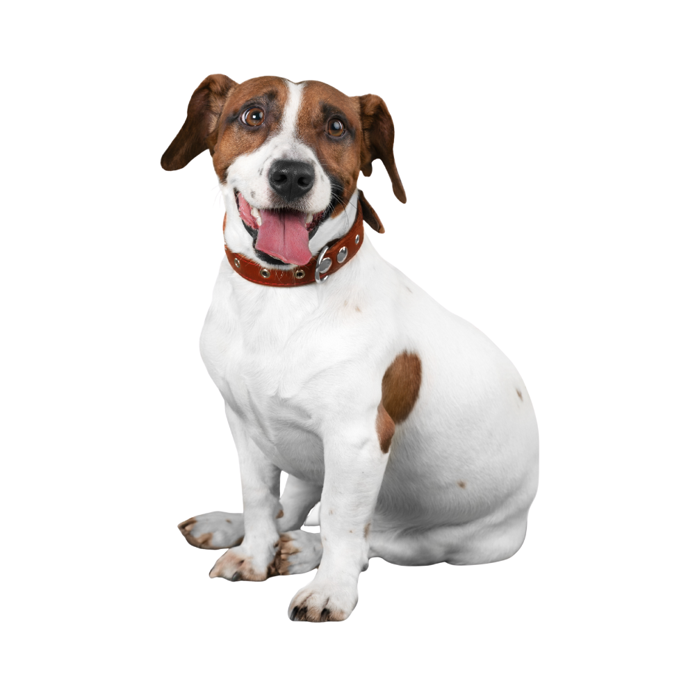 Dieta veterinaria purificata